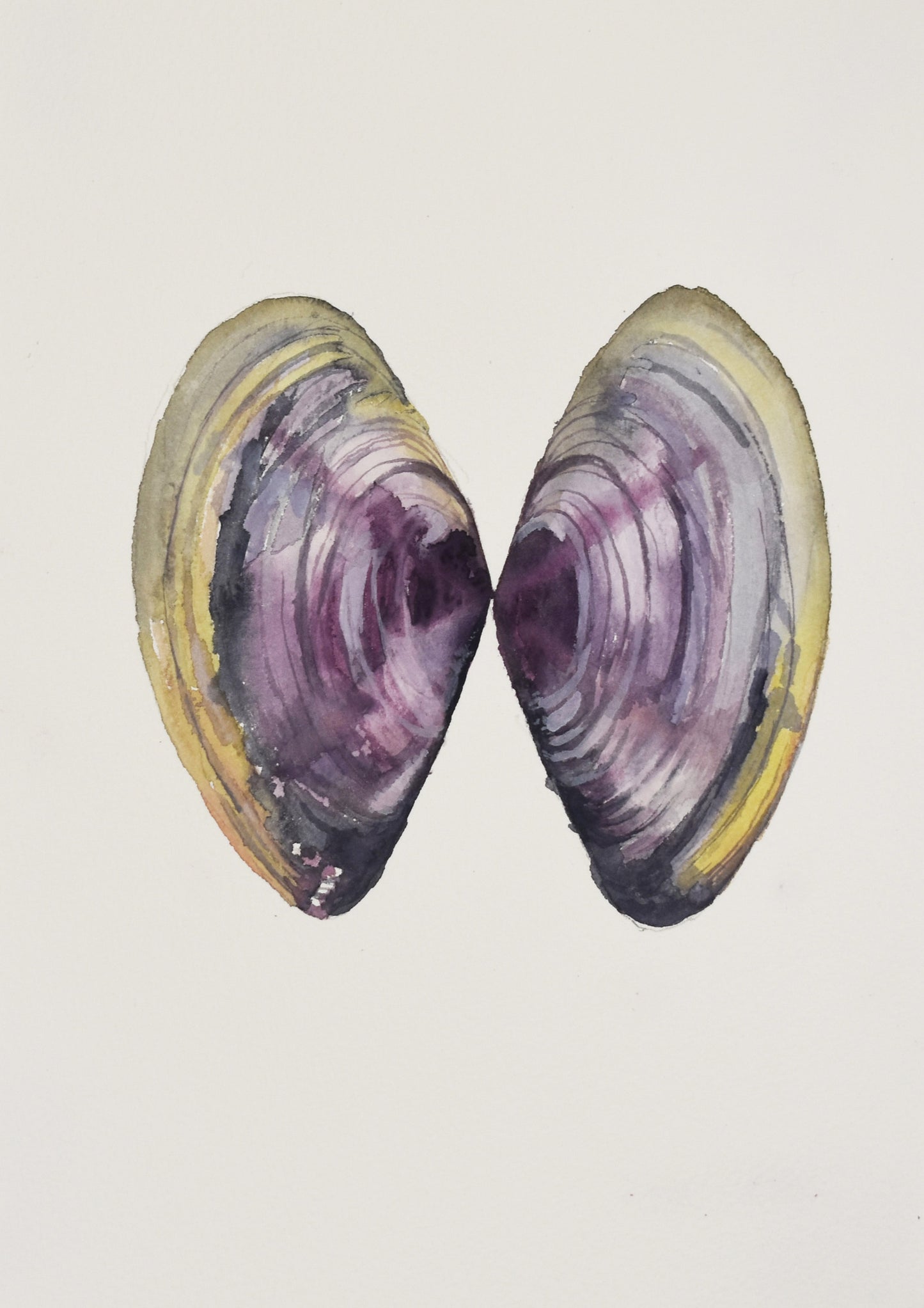 Shell mirror II