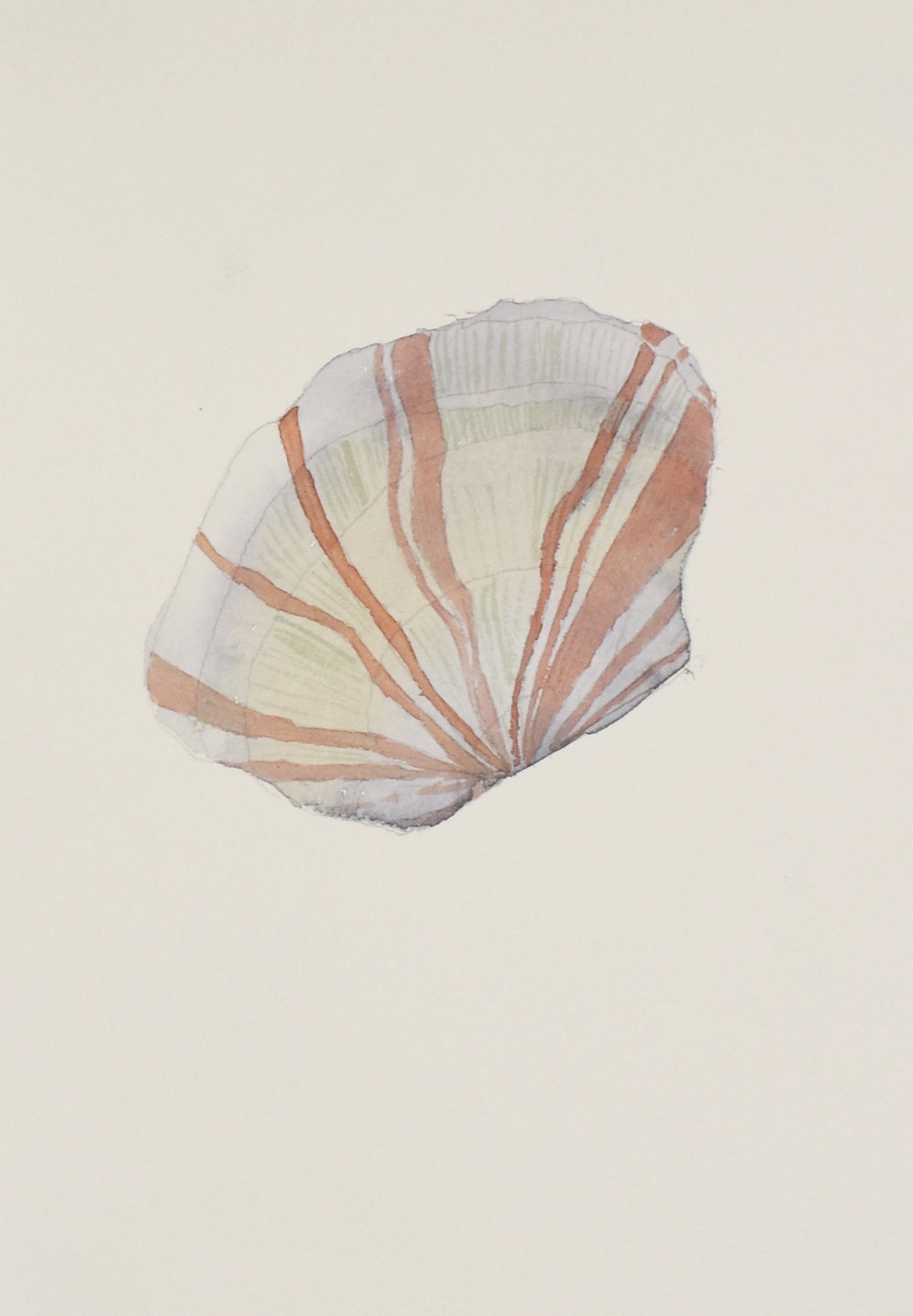 Butterfly shell