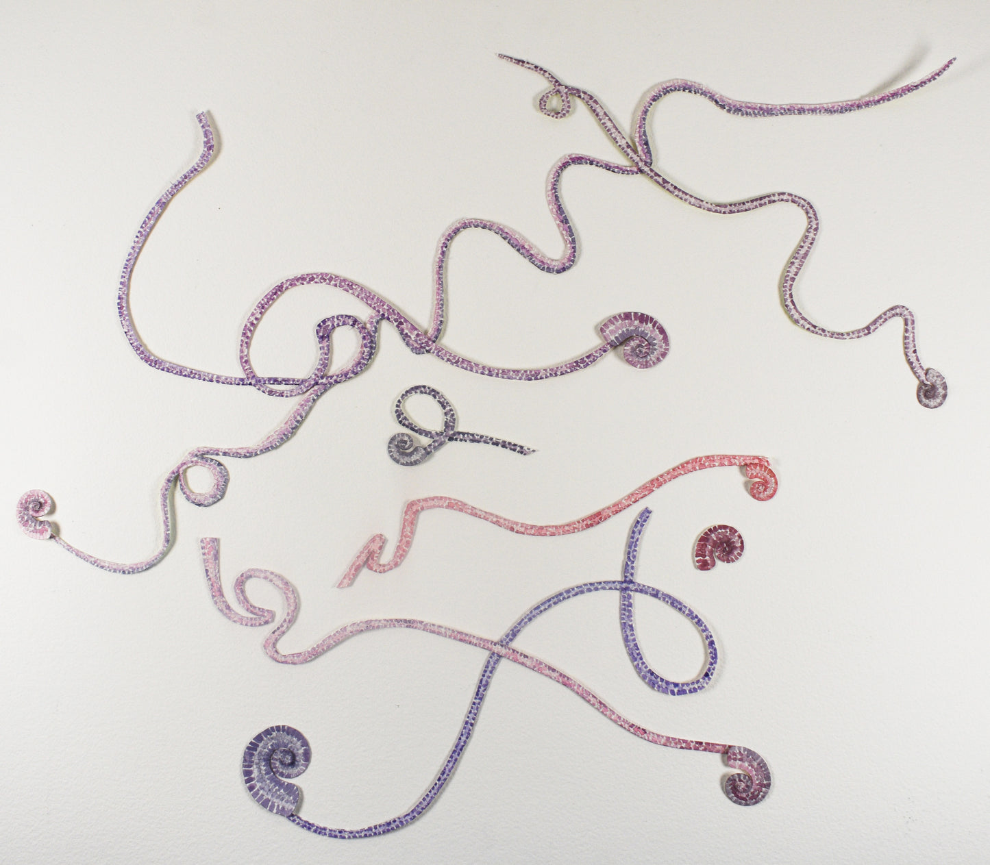 Moon snail trails at dusk