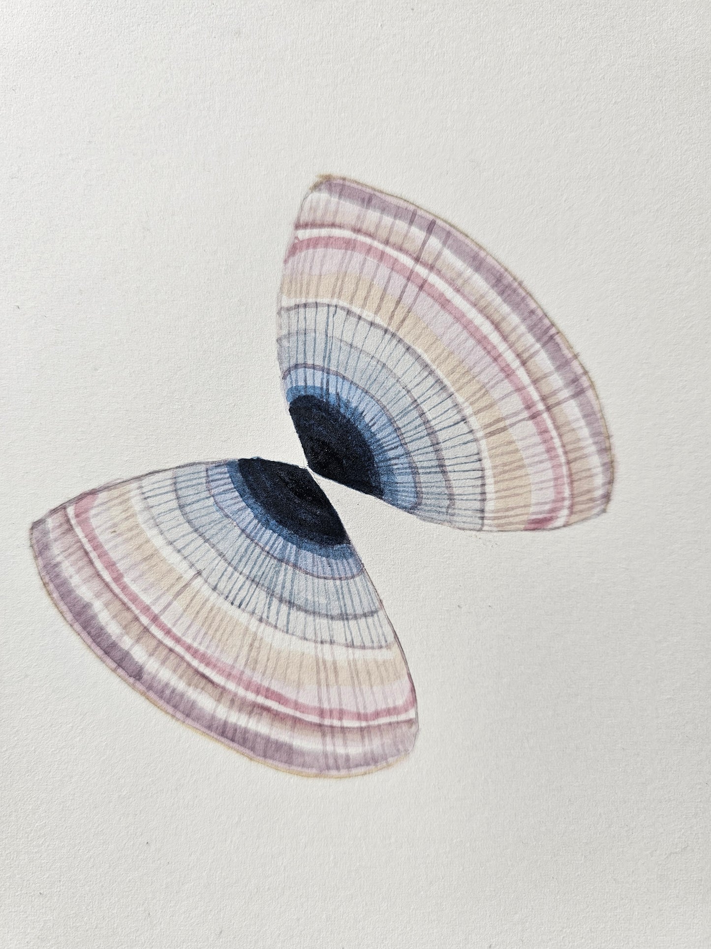 Shell mirror I