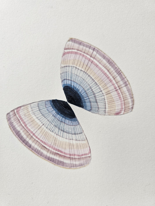 Shell mirror I