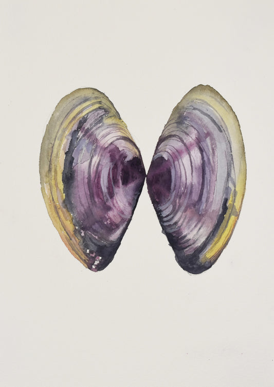 Shell mirror II