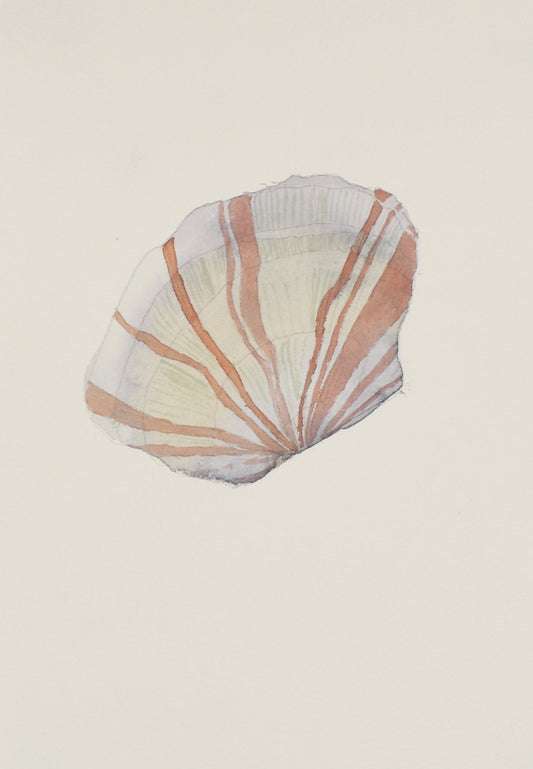 Butterfly shell