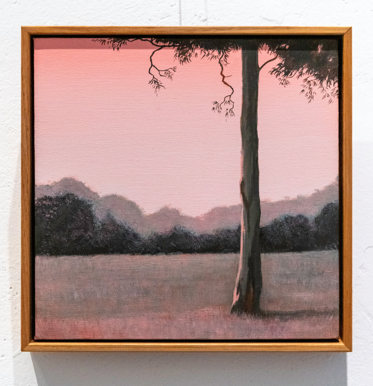 Clearfell: Solitary Manna gum