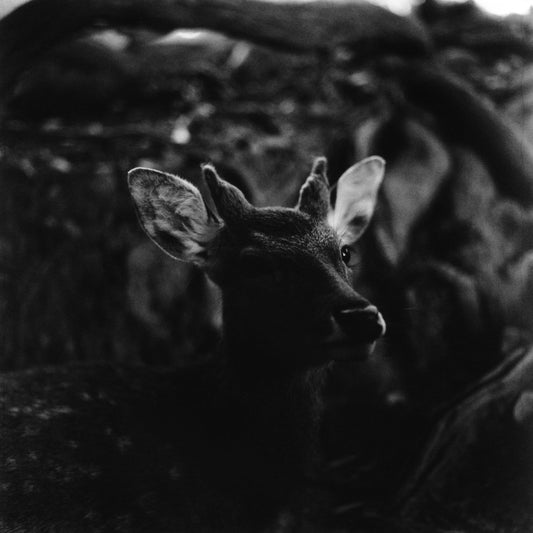 Nara I