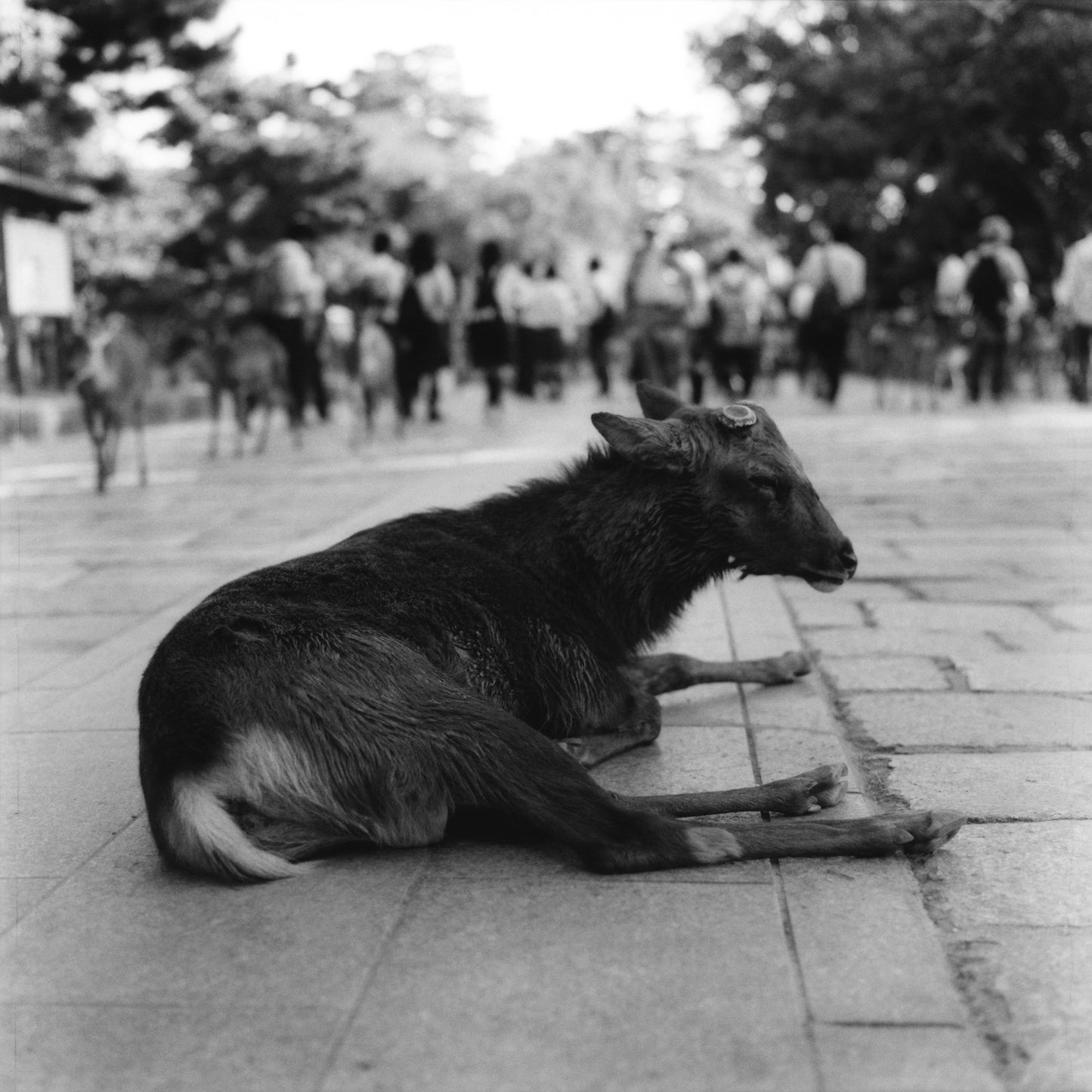 Nara II