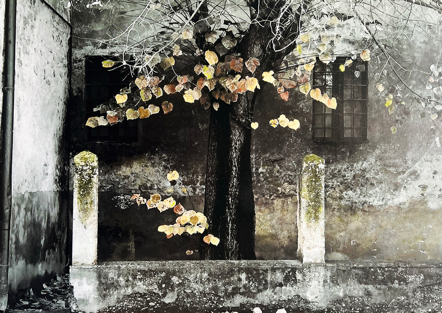 Shades of Autumn