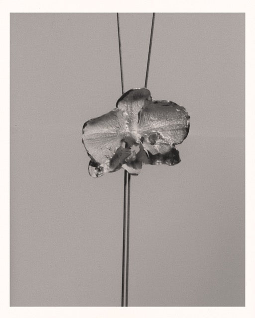 face of an orchid